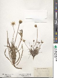 Agoseris apargioides image