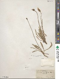 Agoseris apargioides image