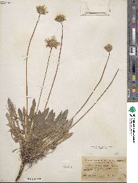 Agoseris apargioides image