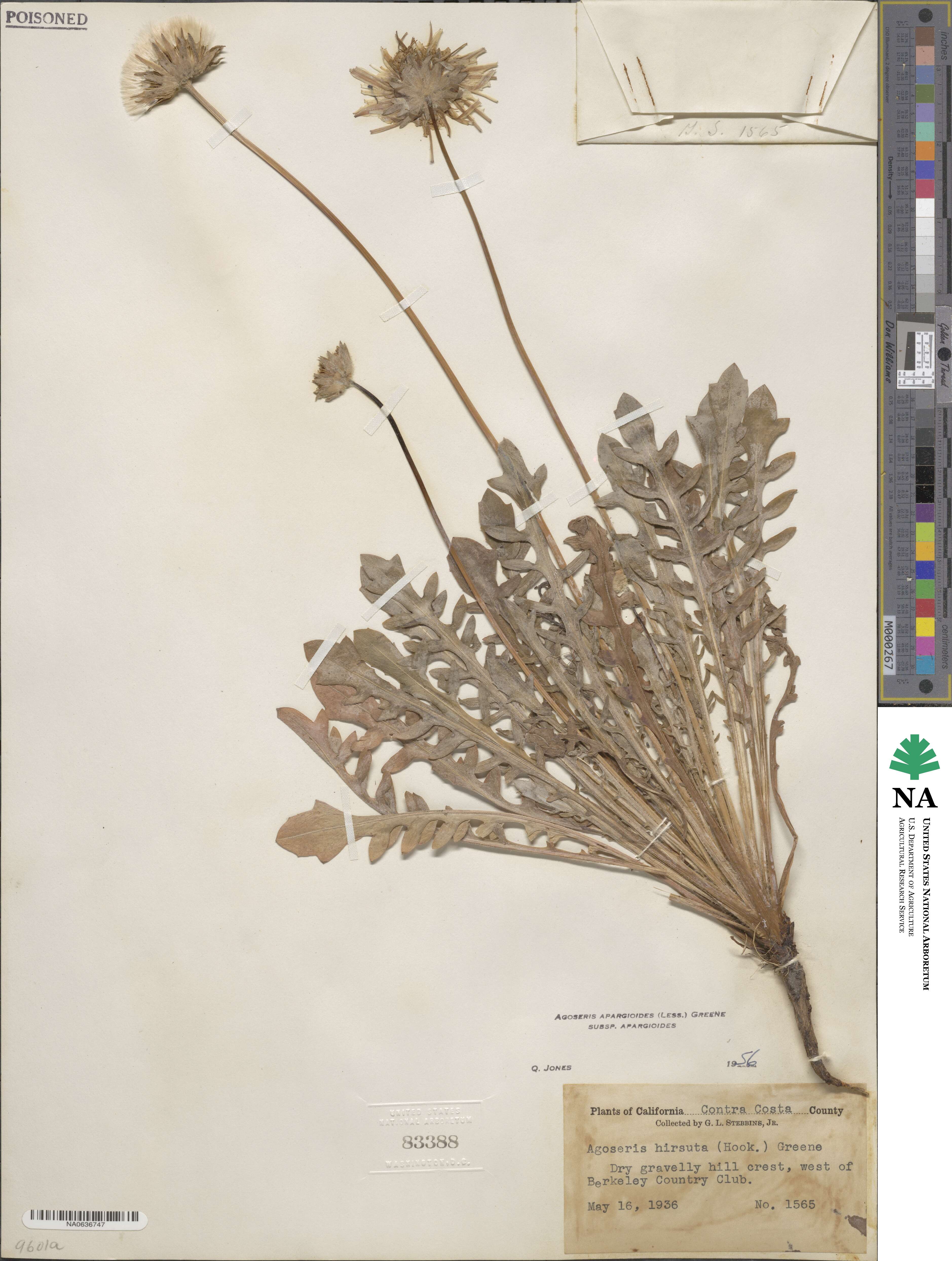 Agoseris apargioides image
