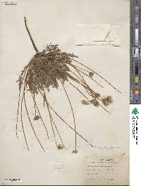 Agoseris apargioides image