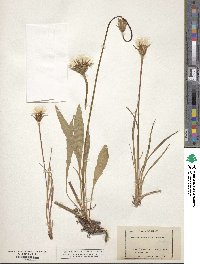 Agoseris aurantiaca image