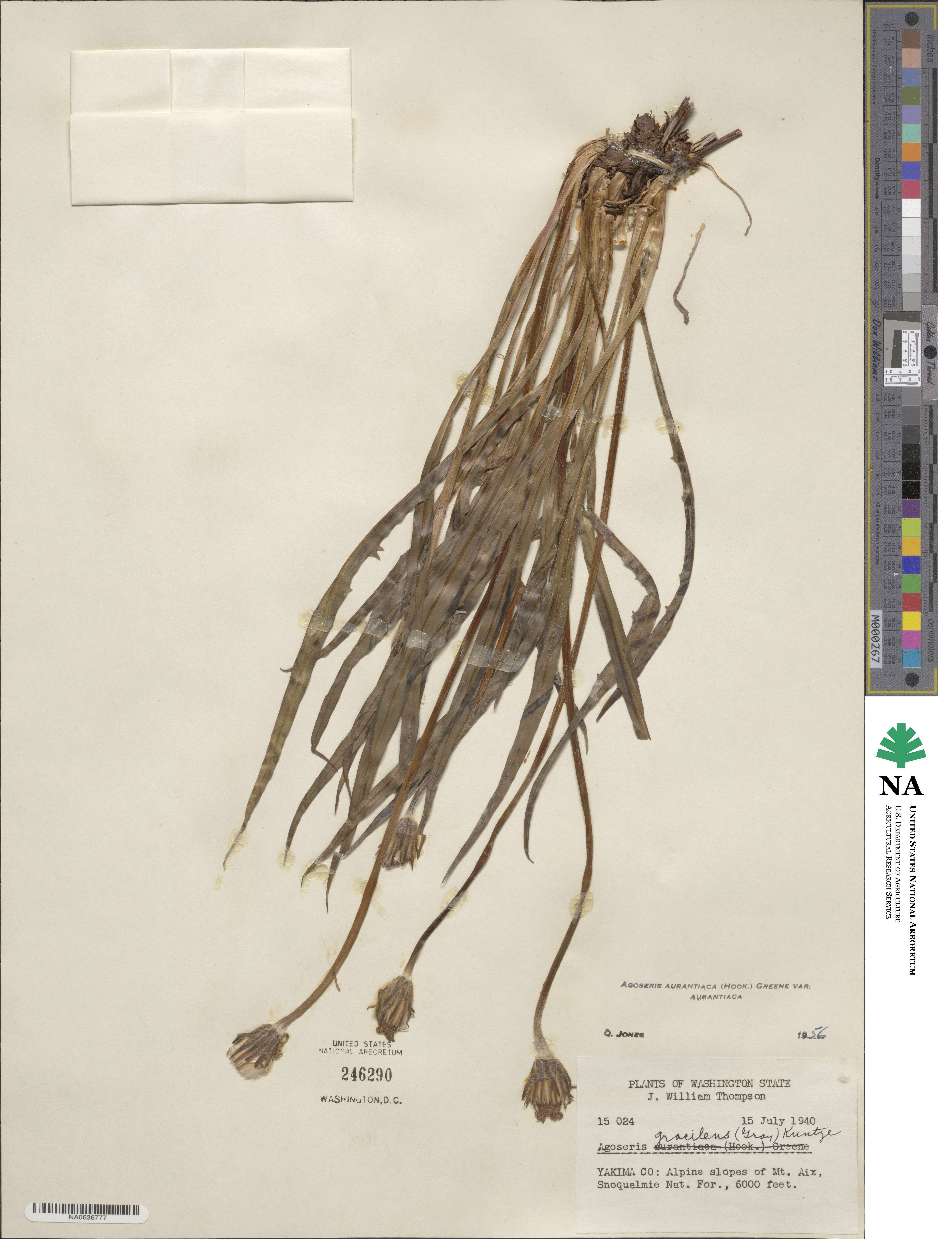 Agoseris aurantiaca image