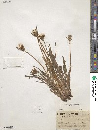 Agoseris aurantiaca image