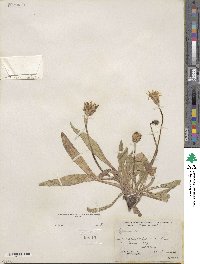 Agoseris aurantiaca var. purpurea image