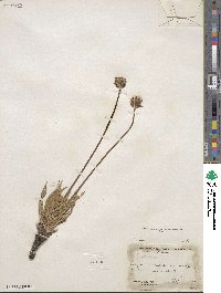 Agoseris aurantiaca var. purpurea image