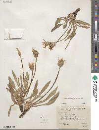 Agoseris aurantiaca var. purpurea image