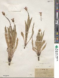 Agoseris aurantiaca var. purpurea image