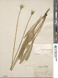 Agoseris aurantiaca var. purpurea image