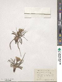 Microseris cuspidata image