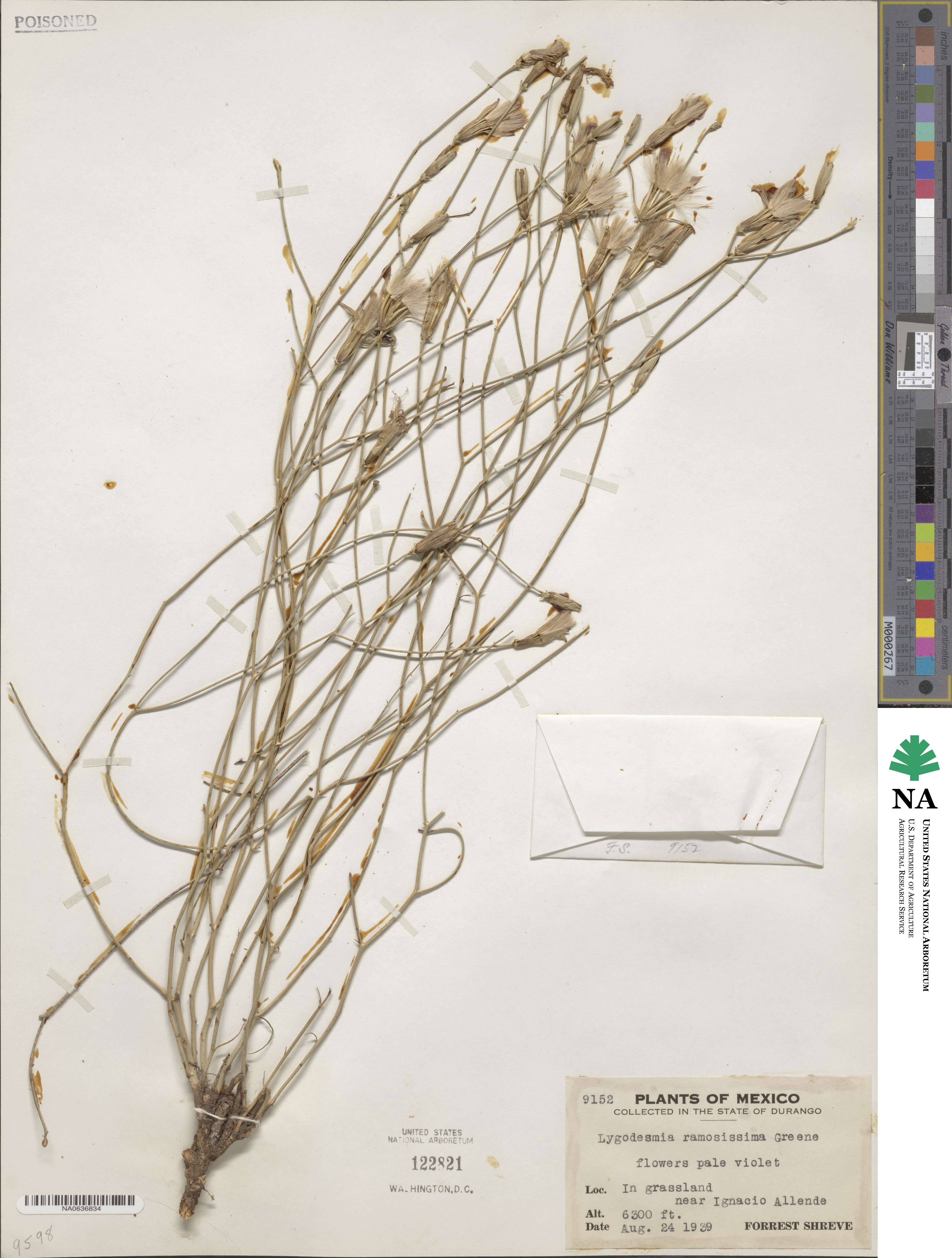 Lygodesmia ramosissima image
