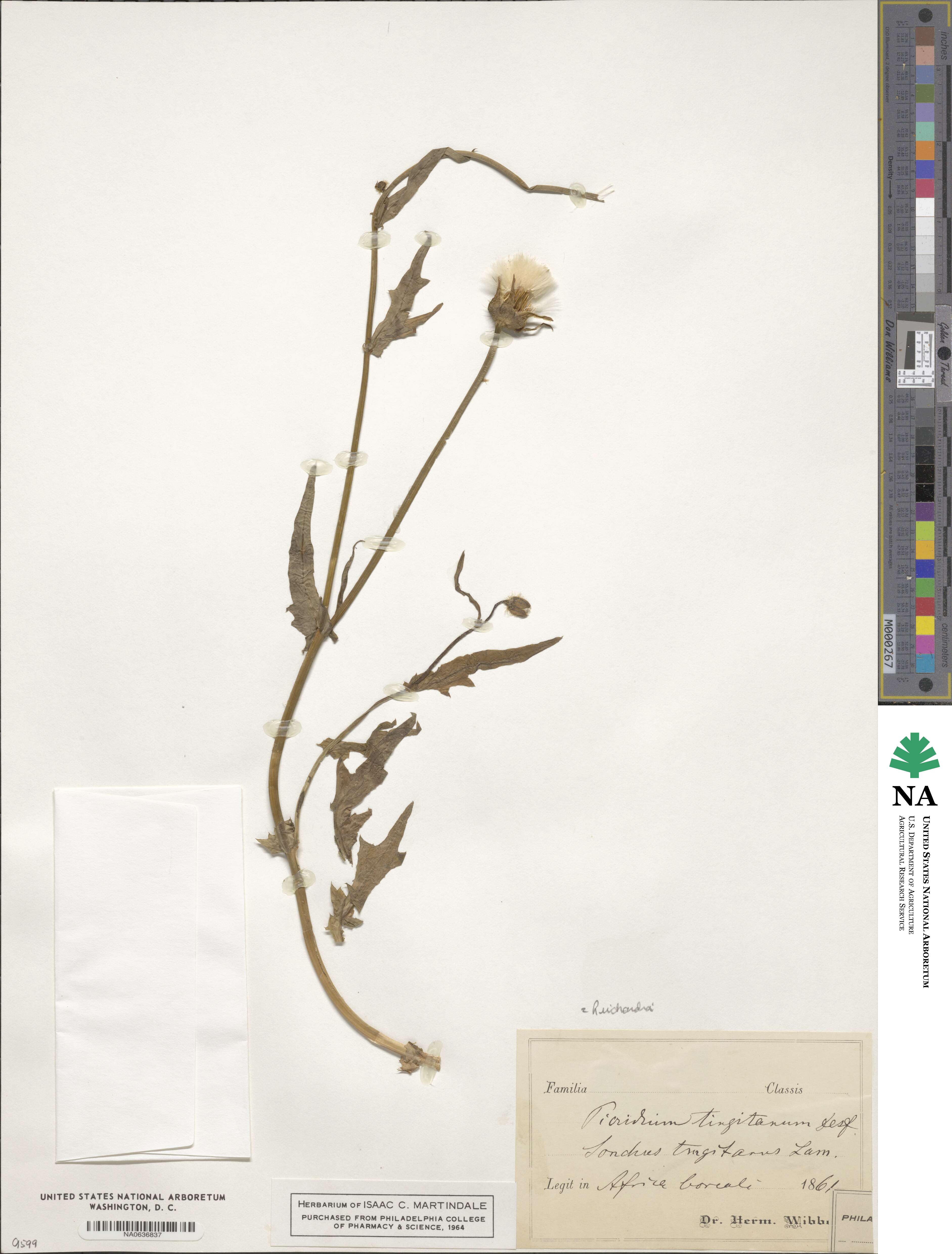 Reichardia tingitana image