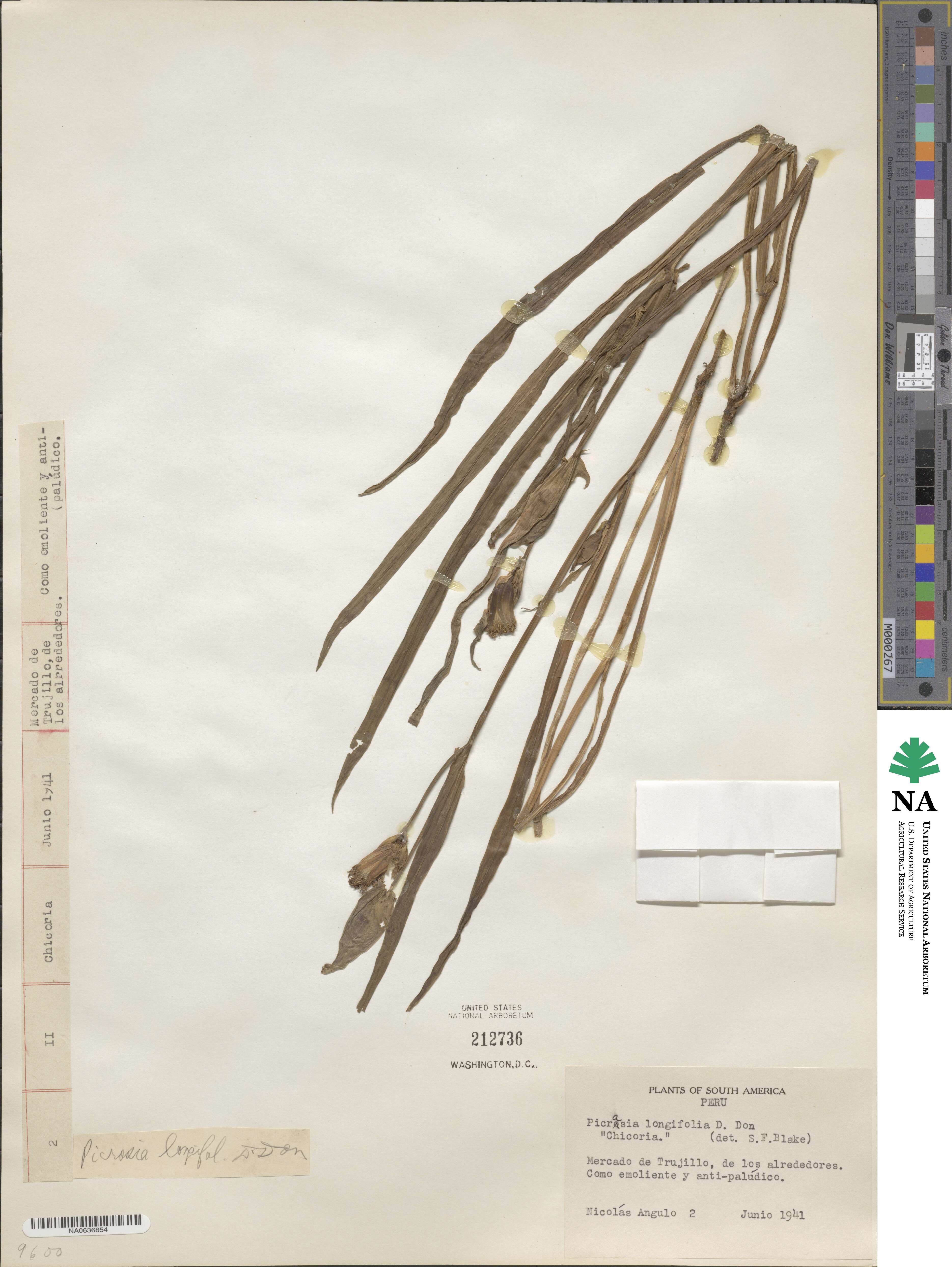 Picrosia image