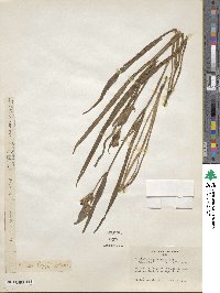 Picrosia longifolia image