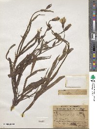 Picrosia longifolia image