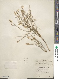 Lygodesmia juncea image