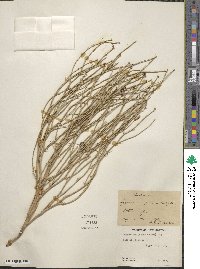 Lygodesmia juncea image