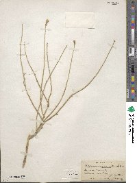 Lygodesmia juncea image