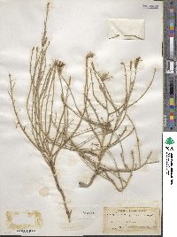 Lygodesmia juncea image