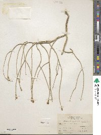 Lygodesmia juncea image