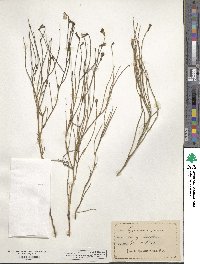 Lygodesmia juncea image