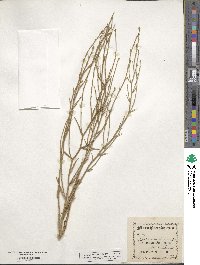 Lygodesmia juncea image