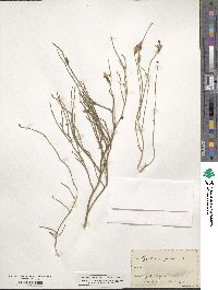 Lygodesmia juncea image