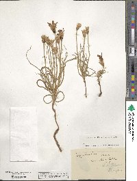 Lygodesmia juncea image