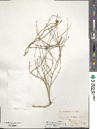 Lygodesmia juncea image