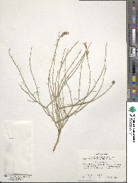 Lygodesmia juncea image