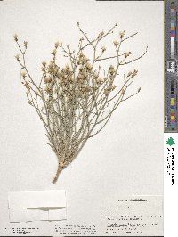 Lygodesmia juncea image