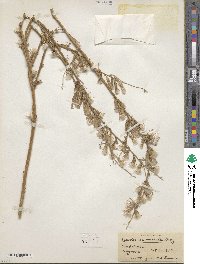 Shinnersoseris rostrata image