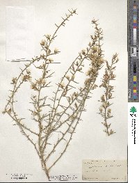 Pleiacanthus spinosus image