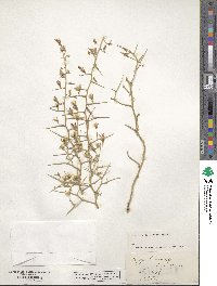 Pleiacanthus spinosus image