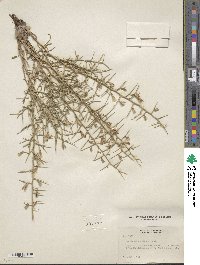 Pleiacanthus spinosus image