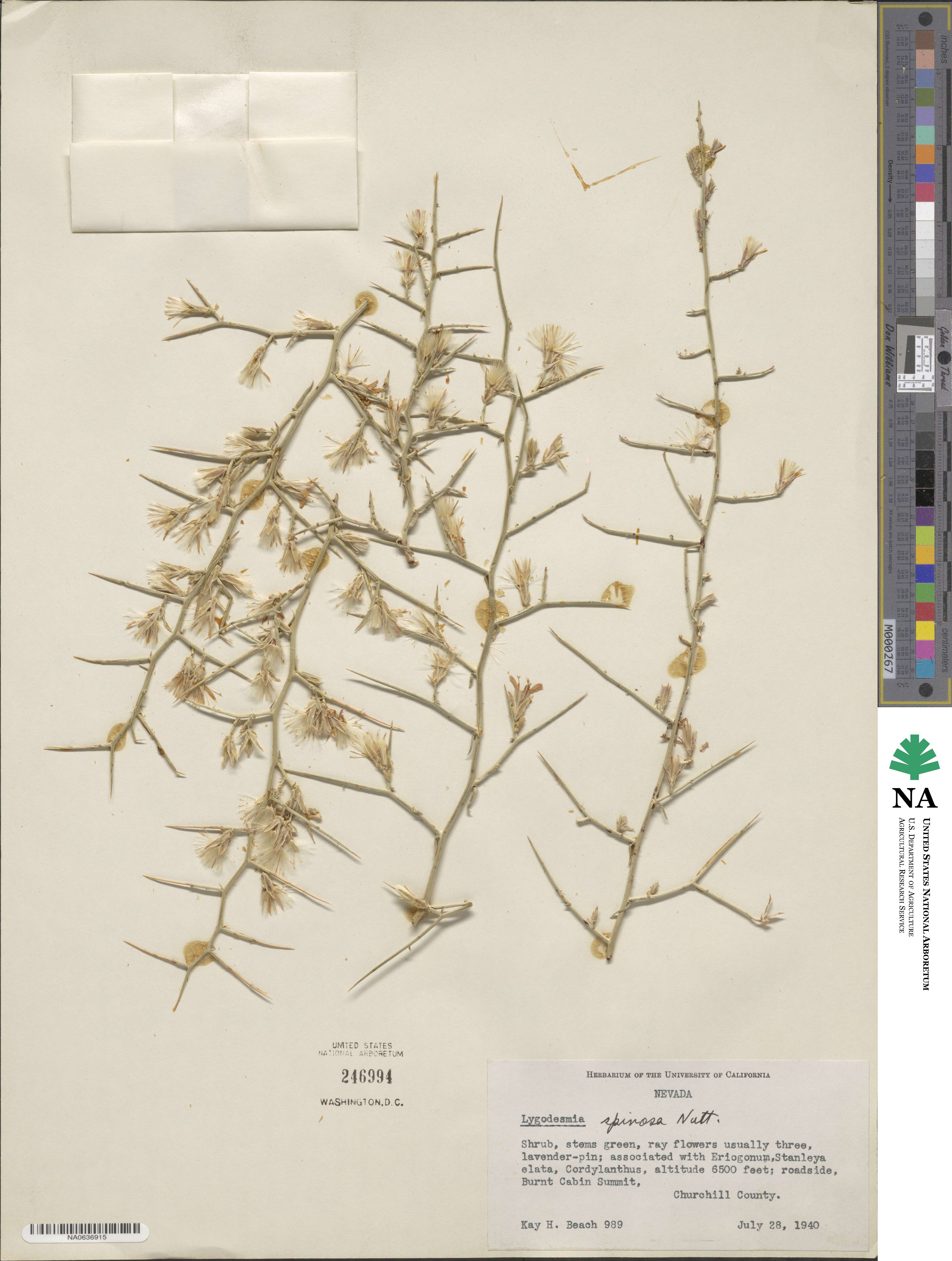 Pleiacanthus spinosus image