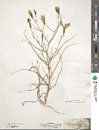 Lygodesmia grandiflora image