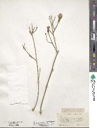 Lygodesmia grandiflora image