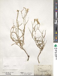 Lygodesmia grandiflora image