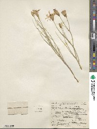 Lygodesmia grandiflora image