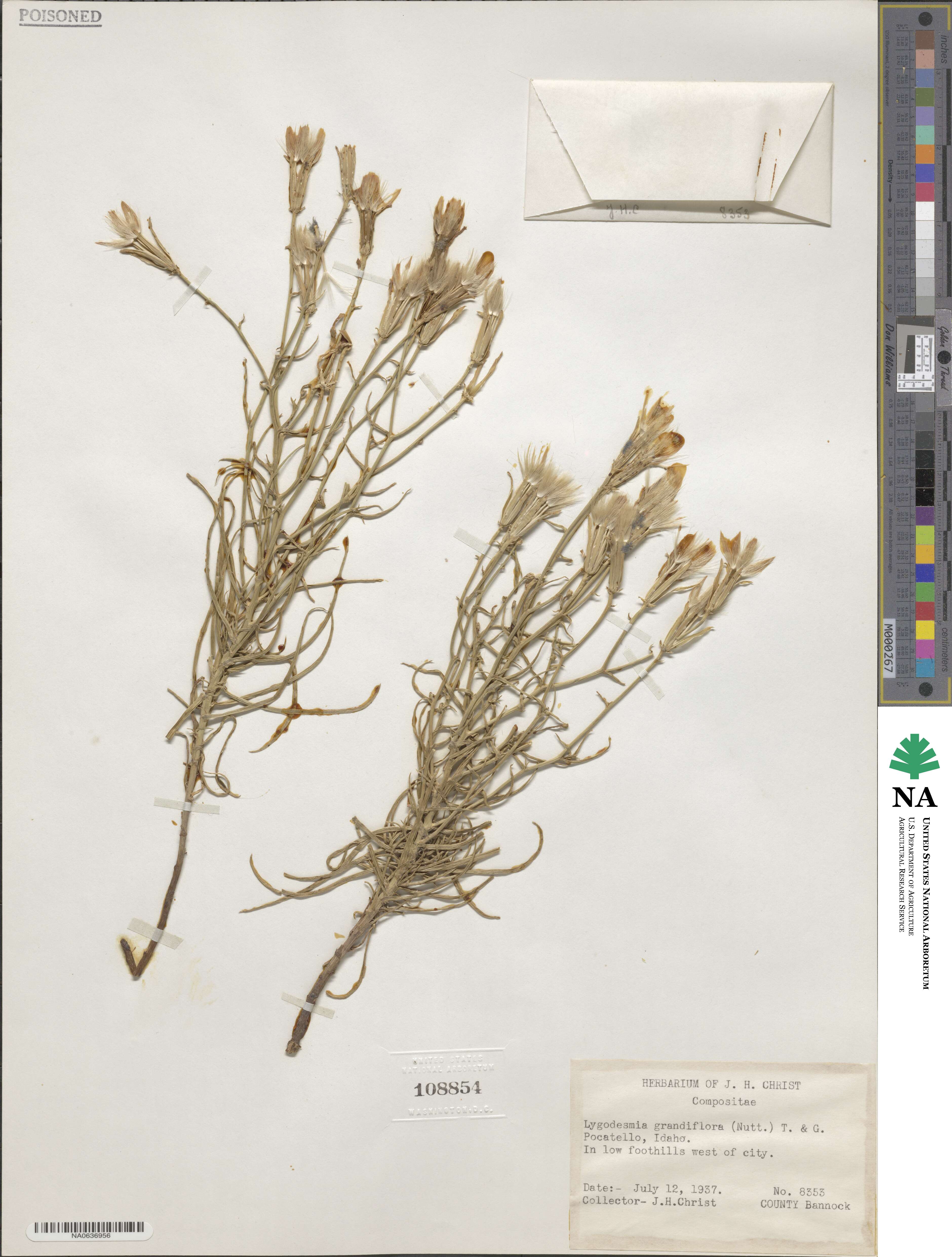 Lygodesmia grandiflora image