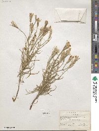 Lygodesmia grandiflora image