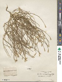 Lygodesmia juncea image