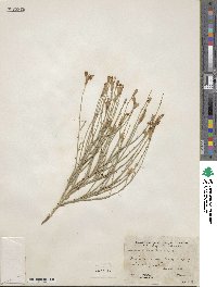 Lygodesmia juncea image