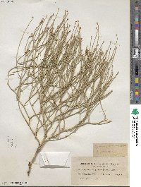 Lygodesmia juncea image