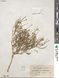 Lygodesmia juncea image