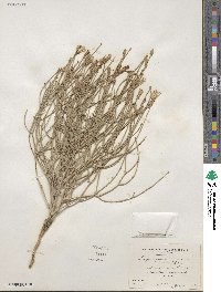 Lygodesmia juncea image