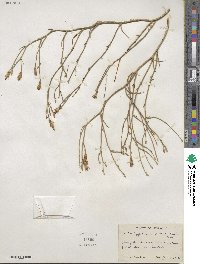 Lygodesmia juncea image