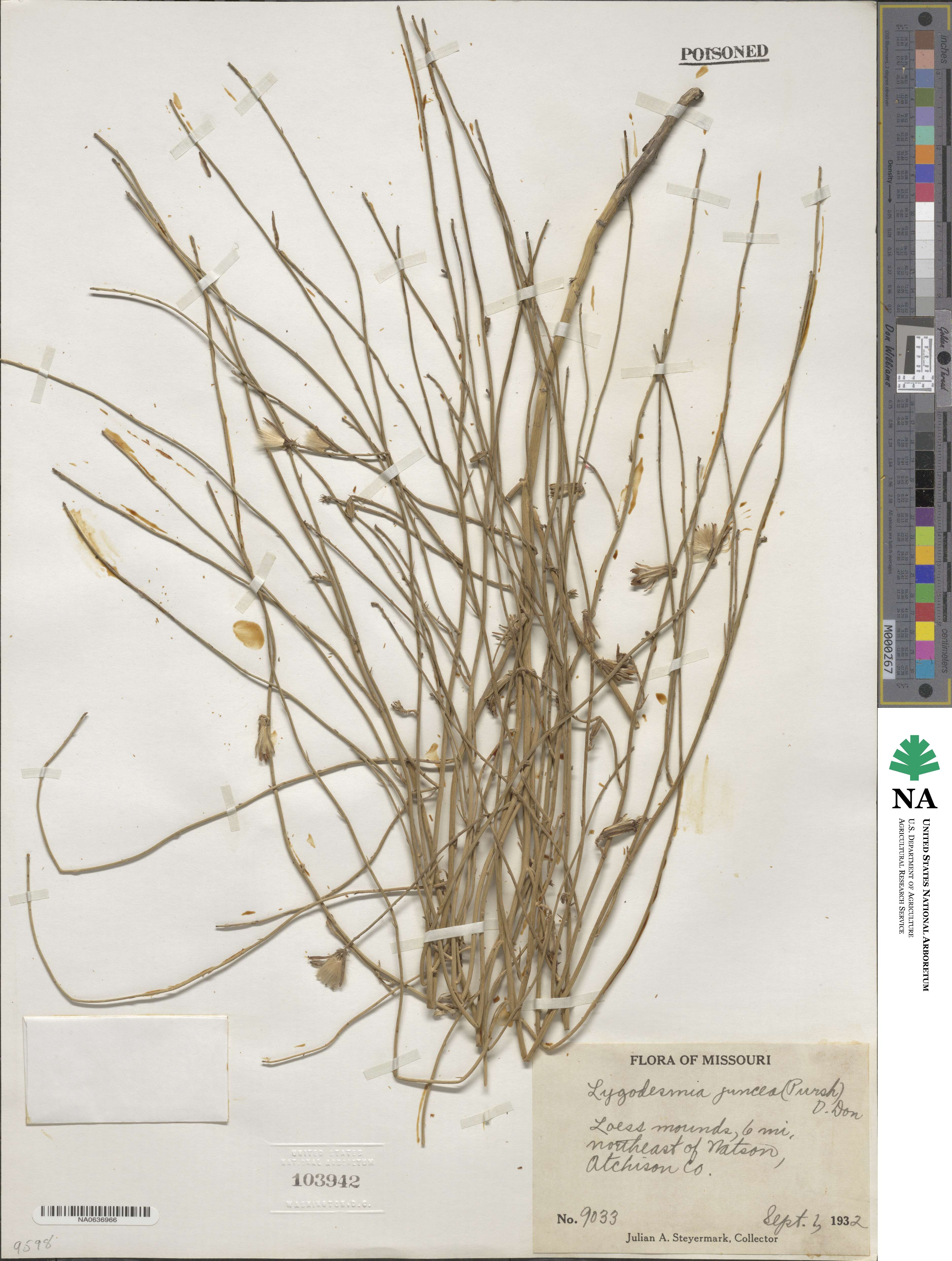 Lygodesmia juncea image