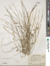 Lygodesmia juncea image